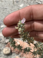 Astragalus kentrophyta elatus