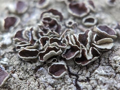 Xanthoparmelia plittii