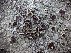 Xanthoparmelia plittii