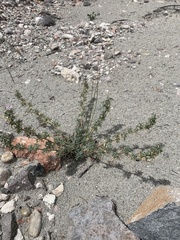 Astragalus kentrophyta elatus
