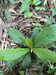 Decaneuropsis gratiosa