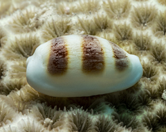 Palmadusta asellus