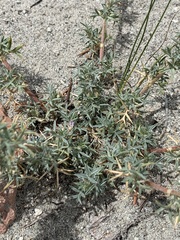 Astragalus kentrophyta elatus