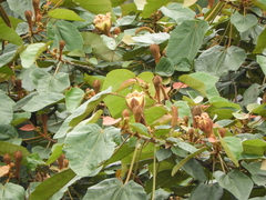 Ochroma pyramidale