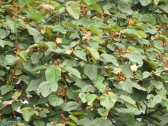 Ochroma pyramidale