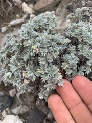 Oxytropis oreophila