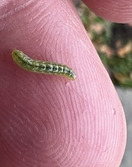 Lineodes integra