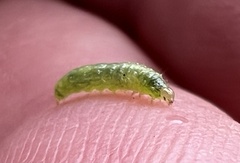 Lineodes integra