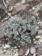 Oxytropis oreophila