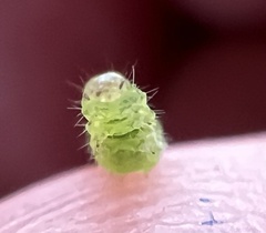 Lineodes integra
