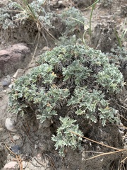 Oxytropis oreophila
