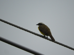 Myiozetetes cayanensis