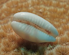 Palmadusta asellus