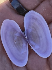 Gari lineolata