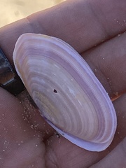 Gari lineolata