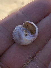 Amphibola crenata