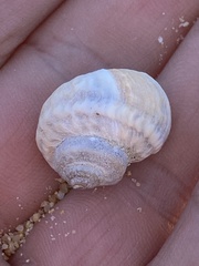 Amphibola crenata