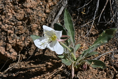 Oenothera cespitosa