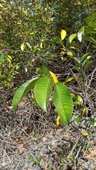 Annona