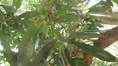 Buckinghamia ferruginiflora