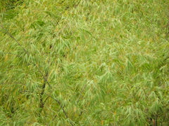 Guadua angustifolia
