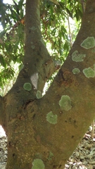 Buckinghamia ferruginiflora