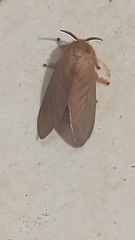 Thoscora