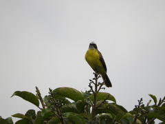 Myiozetetes cayanensis