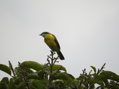 Myiozetetes cayanensis