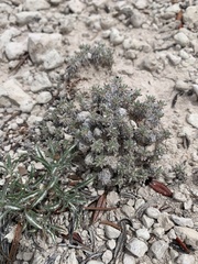 Eriogonum aretioides