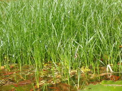 Cyperus blepharoleptos