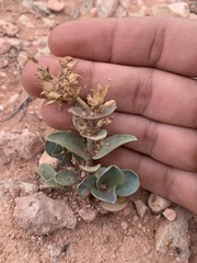 Penstemon bracteatus