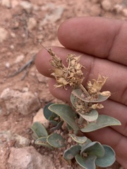 Penstemon bracteatus