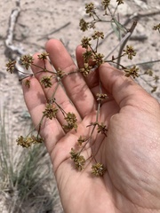 Eriogonum alatum