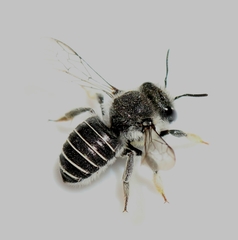 Pseudoanthidium repetitum