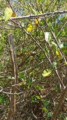 Annona