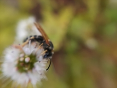 Apoidea