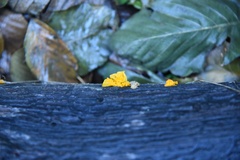 Tremella mesenterica