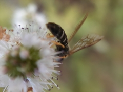 Apoidea