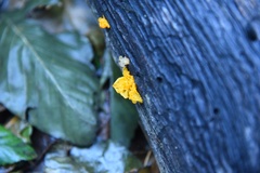 Tremella mesenterica