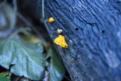 Tremella mesenterica