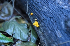 Tremella mesenterica