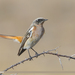 Rufous-backed Redstart - Photo (c) Imran Shah, some rights reserved (CC BY-SA)