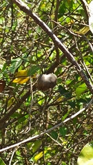 Annona