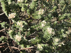 Pimelea villosa