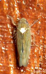 Portaninae