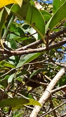 Annona