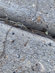 Tetramorium immigrans