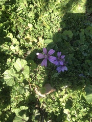 Malva sylvestris