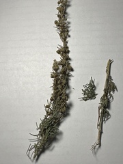 Artemisia dracunculus